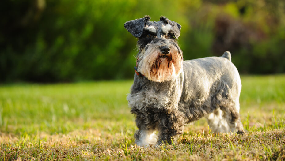 Illustration of Low Shed Dog Breeds